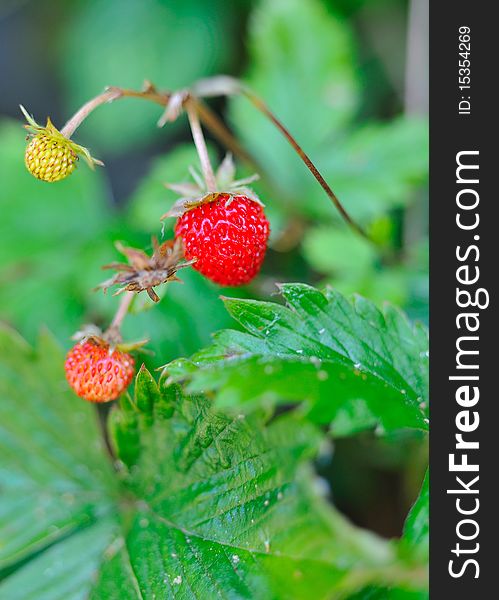 Beautiful wild wood strawberries bush on green background