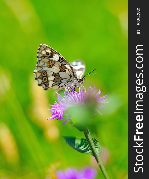 Beautiful butterfly sitting on a flower in a green garden. blurred background