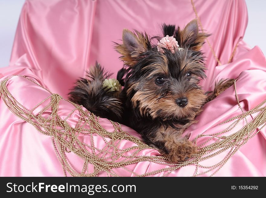 Yorkshire Terrier Pappy In Pink Silk And Beads