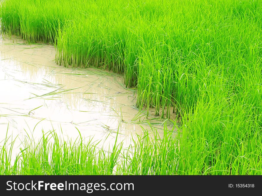 Green rice field in a tropical country