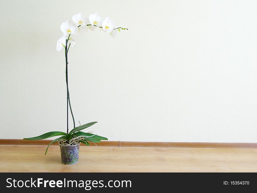 White orchid isolated on white background