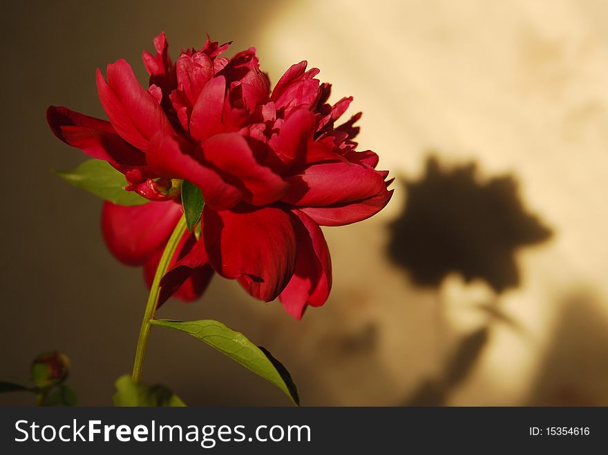 Peony and its shadow in sunset light. Peony and its shadow in sunset light.