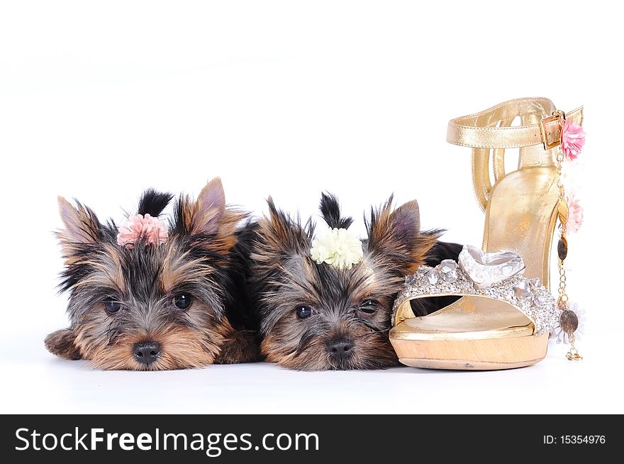 Two yorkshire terrier puppies with glamour shoe isolated on white