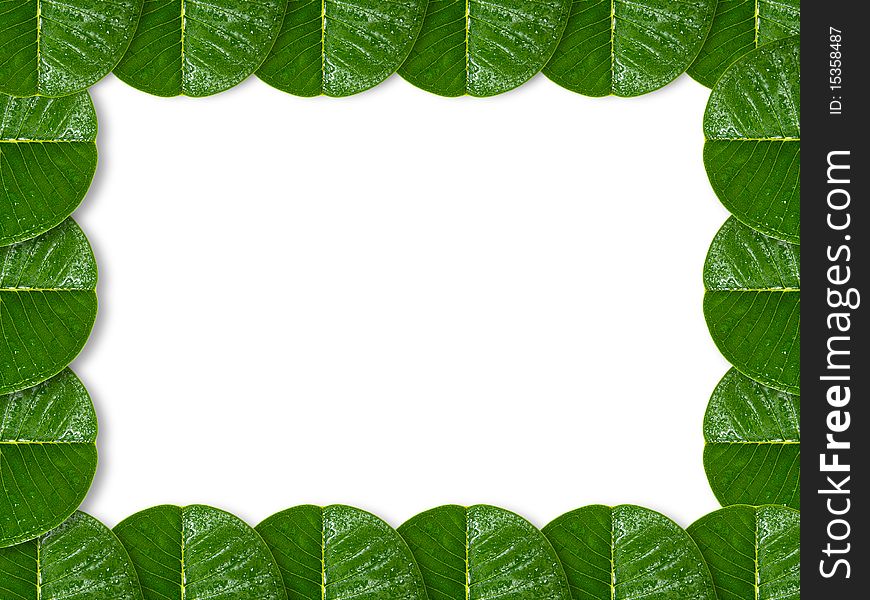 Background of Plumeria leaf, frangipani leaf