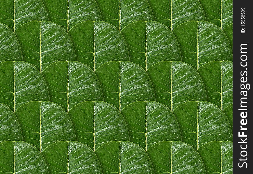 Background of Plumeria leaf, frangipani leaf