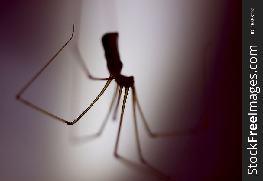 Silhouette of long-legged spider on dark background