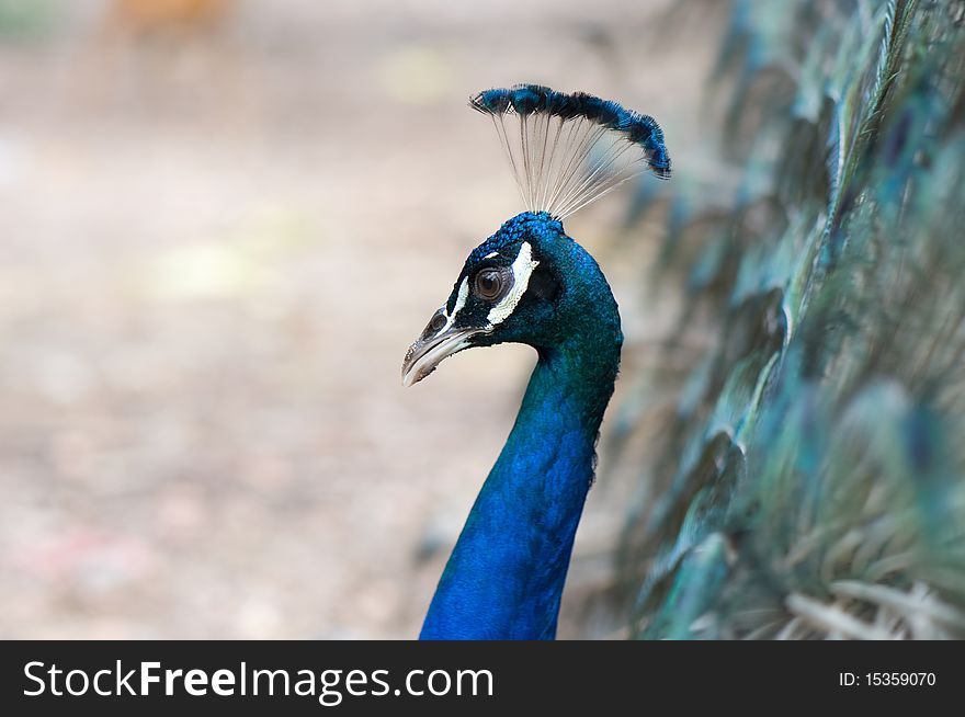 Beautiful male peacock spread feather