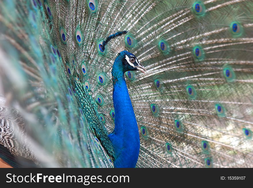 Beautiful male peacock spread feather