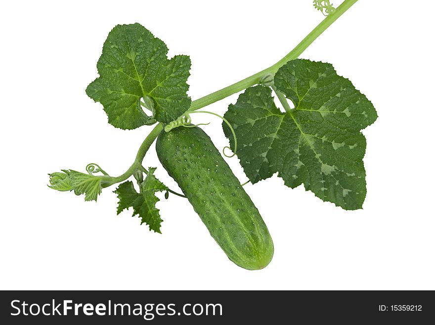 Cucumber with green sprouts isolated on white background
