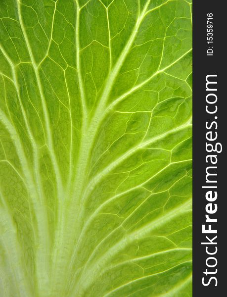 Close-up of lettuce leaf background