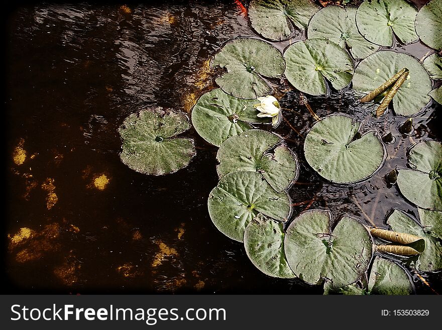 White flowers water lilies growing among green leaves in a garden pond