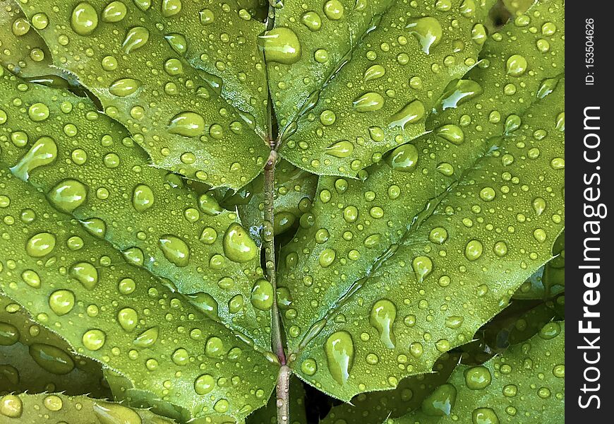 Rain drops or droplets of water on a green leaf