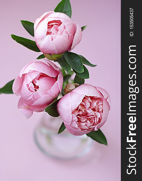 Peony Flower Bouquet In A Vase On The Pink Background