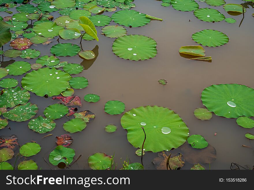 Green Lotus Leaves In The Lake