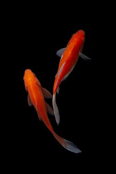 Koi Fish Carp Fishs Moving In The Pond Black Background Royalty Free Stock Image