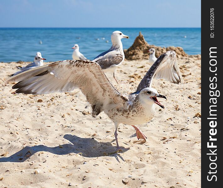 big white sea gulls on the sandy coast of the Black Sea on a summer day, Ukraine