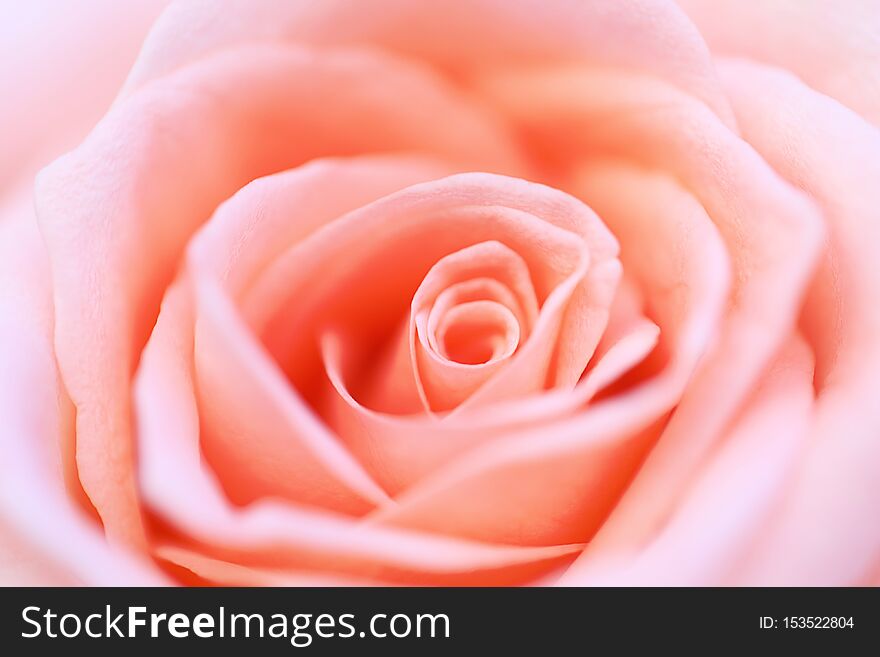 Close up pink rose flower soft focus.