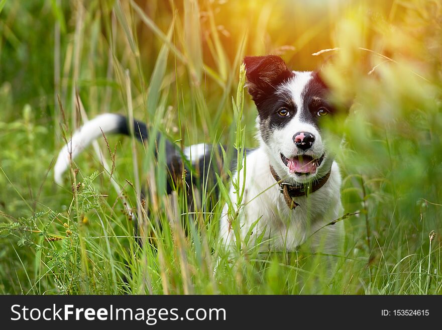 Puppy Dog On A Walk In The Tall Grass In The Meadow