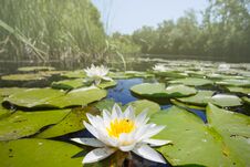 Closeup Beautiful White Water Lily On The  River Stock Photography