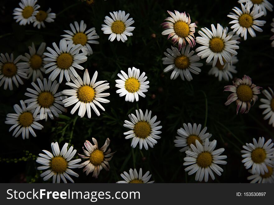 Daisy flowers blooming in garden. Outdoor nature concept. Low key and High contrast tone