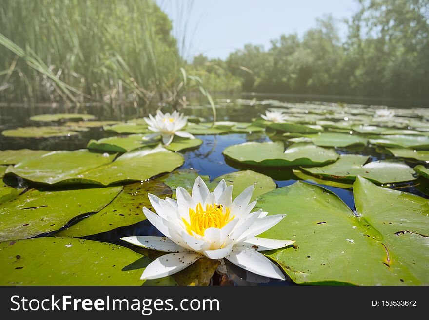 Closeup beautiful white water lily on the summer river