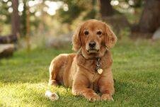 Closeup Shot Of A Cute Golden Retriever Laying On The Grass Looking Towards The Camera Stock Images