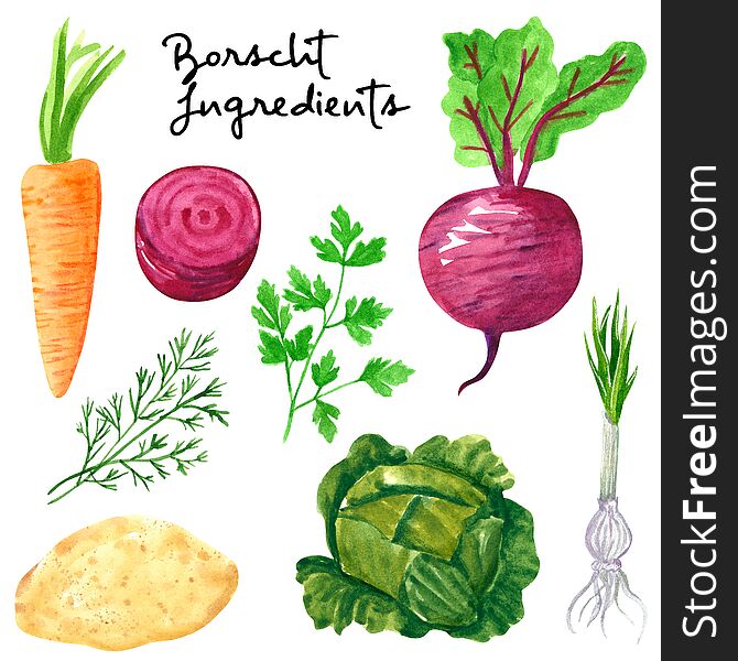 Set of different vegetables, hand drawn watercolor illustration. Carrot, beetroot, parsley, dill, cabbage,potato, onion