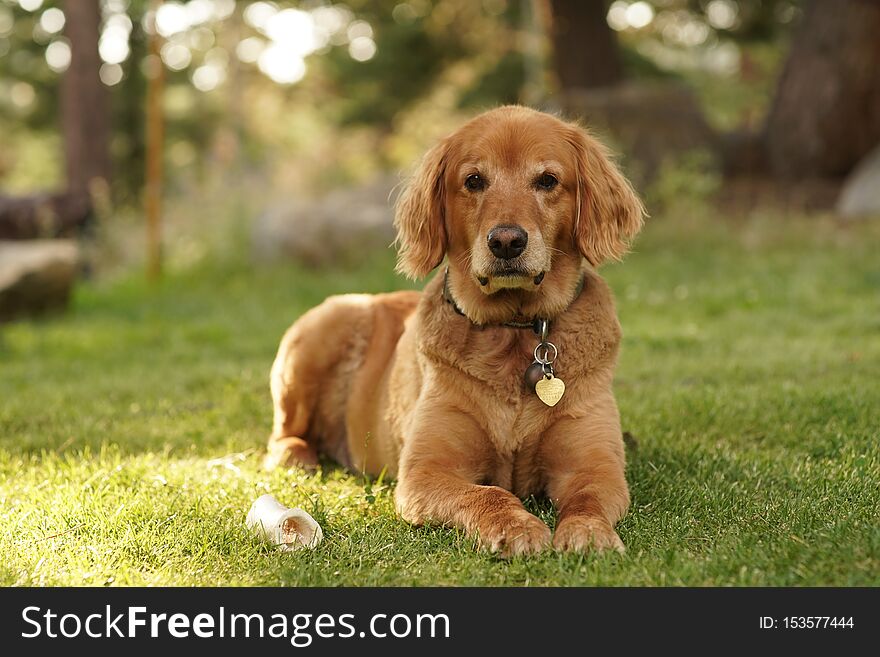 Closeup shot of a cute Golden retriever laying on the grass looking towards the camera