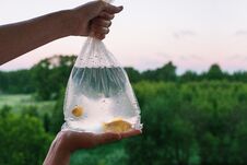Package With Aquarium Fish In Hand. Hands Holding A Bag In Which Two Goldfish Swim. Buying And Selling Fish. Pets. In Stock Photos
