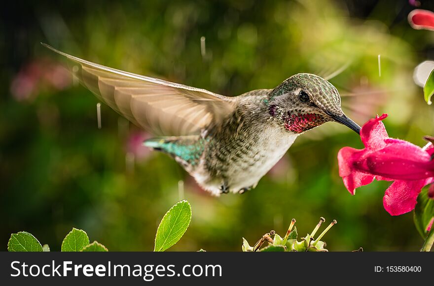 Hummingbird In Vibrant Natural Colors