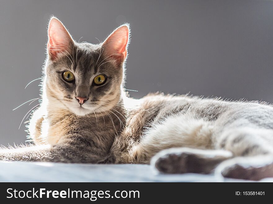 Cute Siamese kitten showing great interest with eyes wide open with full attention. Cute Siamese kitten showing great interest with eyes wide open with full attention