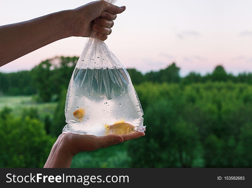 Package with aquarium fish in hand. Hands holding a bag in which two goldfish swim. Buying and selling fish. Pets. In