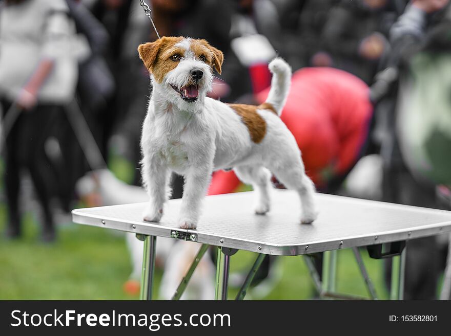 A beautiful jack russell terrier shown on the table.