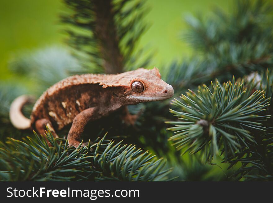New Caledonian crested gecko, Rhacodactylus ciliatus, on tree. New Caledonian crested gecko, Rhacodactylus ciliatus, on tree
