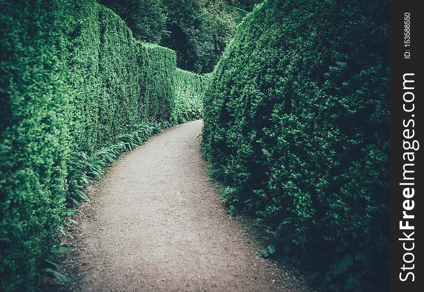 A narrow road surrounded by tall beautiful greenery in a large maze