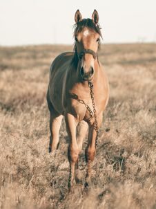Alone Brown Horse Grazing In The Summer Field At Sunset Royalty Free Stock Images