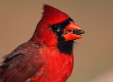 A Male Cardinal About To Split A Sunflower Seed At The Backyard Feeder In Winter Stock Photography