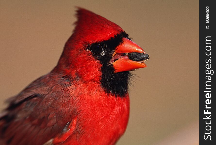 A bright red and black male Cardinal about splits a sunflower seed at the backyard feeder in winter. A bright red and black male Cardinal about splits a sunflower seed at the backyard feeder in winter