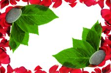Red Petals Stock Images Red Petals Stock Images