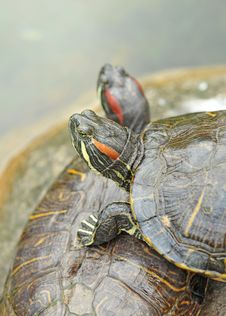 Pond Terrapin Stock Photography Pond Terrapin Stock Photography