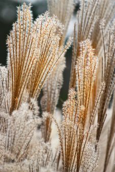 Pampas Grass Royalty Free Stock Photo Pampas Grass Royalty Free Stock Photo