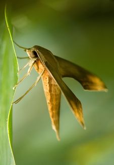 Moth Stock Photography