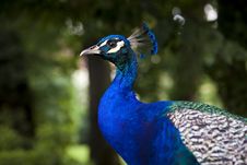 Blue Peacock Royalty Free Stock Photography