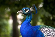 Blue Peacock Stock Image Blue Peacock Stock Image