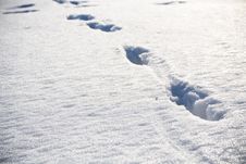 Animal Footprints On Snow At Winter Royalty Free Stock Image