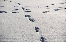 Animal Footprints On Snow Royalty Free Stock Photo