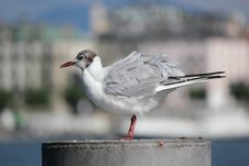 Seagull On A Post Stock Photography