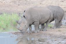 Rhino Duo At Waterhole Royalty Free Stock Image Rhino Duo At Waterhole Royalty Free Stock Image