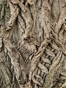 Tree Bark Royalty Free Stock Images