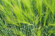 Rye Stalks Stock Photography Rye Stalks Stock Photography